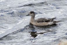 Pfeifente (3 von 3).jpg